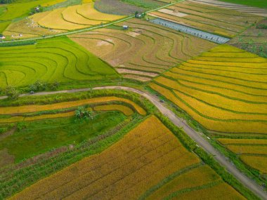 beautiful morning view indonesia panorama landscape paddy fields with beauty color and sky natural light