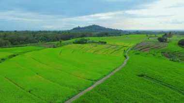 beautiful morning view indonesia panorama landscape paddy fields with beauty color and sky natural light