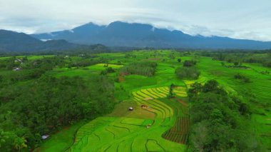 beautiful morning view indonesia panorama landscape paddy fields with beauty color and sky natural light
