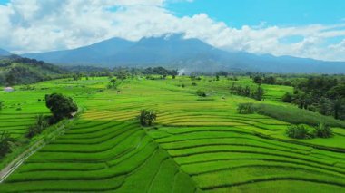 beautiful morning view indonesia panorama landscape paddy fields with beauty color and sky natural light