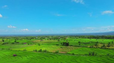 beautiful morning view indonesia panorama landscape paddy fields with beauty color and sky natural light