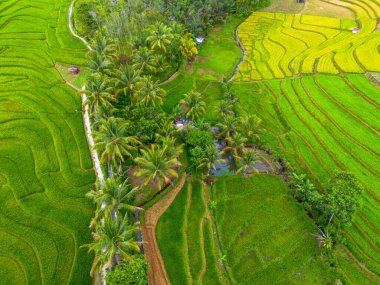 beautiful morning view indonesia panorama landscape paddy fields with beauty color and sky natural light