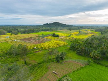 beautiful morning view indonesia panorama landscape paddy fields with beauty color and sky natural light