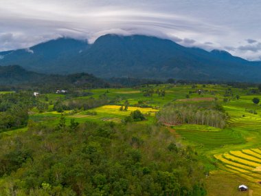 beautiful morning view indonesia panorama landscape paddy fields with beauty color and sky natural light