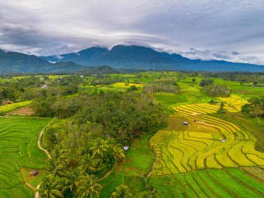 beautiful morning view indonesia panorama landscape paddy fields with beauty color and sky natural light