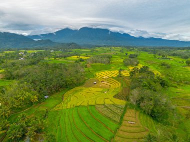 beautiful morning view indonesia panorama landscape paddy fields with beauty color and sky natural light