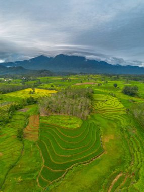 beautiful morning view indonesia panorama landscape paddy fields with beauty color and sky natural light