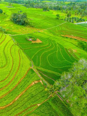 beautiful morning view indonesia panorama landscape paddy fields with beauty color and sky natural light