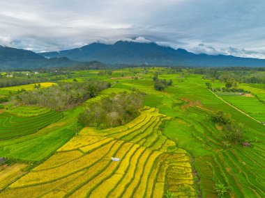 beautiful morning view indonesia panorama landscape paddy fields with beauty color and sky natural light