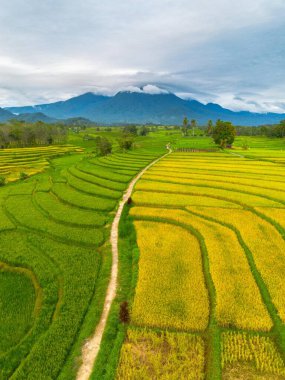 beautiful morning view indonesia panorama landscape paddy fields with beauty color and sky natural light