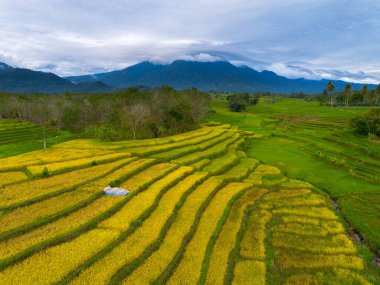 beautiful morning view indonesia panorama landscape paddy fields with beauty color and sky natural light