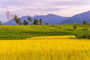 Güzel bir sabah manzarası Endonezya manzara plajı güzellik rengi ve gökyüzü doğal ışığı