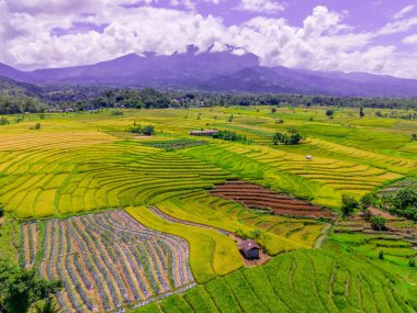 beautiful morning view indonesia panorama landscape paddy fields  with beauty color and sky natural light