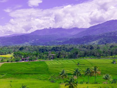 beautiful morning view indonesia panorama landscape paddy fields  with beauty color and sky natural light