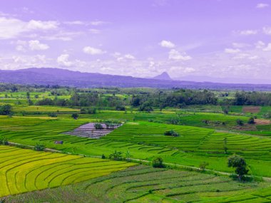 beautiful morning view indonesia panorama landscape paddy fields  with beauty color and sky natural light