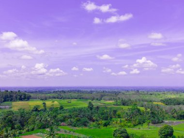 beautiful morning view indonesia panorama landscape paddy fields  with beauty color and sky natural light