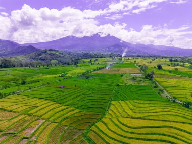 beautiful morning view indonesia panorama landscape paddy fields  with beauty color and sky natural light