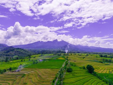 beautiful morning view indonesia panorama landscape paddy fields  with beauty color and sky natural light