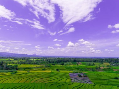 beautiful morning view indonesia panorama landscape paddy fields  with beauty color and sky natural light