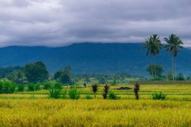 beautiful morning view indonesia panorama landscape paddy fields  with beauty color and sky natural light