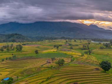 beautiful morning view indonesia panorama landscape paddy fields  with beauty color and sky natural light
