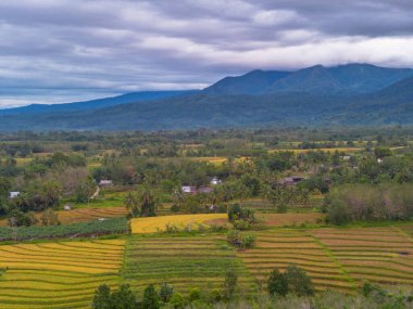 beautiful morning view indonesia panorama landscape paddy fields  with beauty color and sky natural light