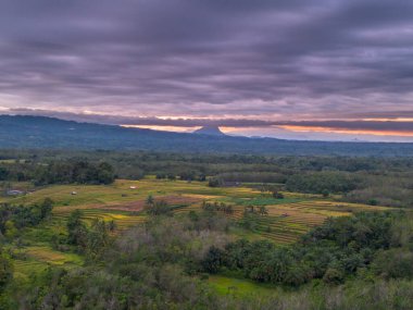 beautiful morning view indonesia panorama landscape paddy fields  with beauty color and sky natural light