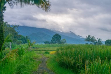 beautiful morning view indonesia panorama landscape paddy fields  with beauty color and sky natural light