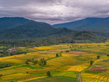 beautiful morning view indonesia panorama landscape paddy fields  with beauty color and sky natural light