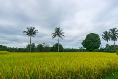 beautiful morning view indonesia panorama landscape paddy fields  with beauty color and sky natural light