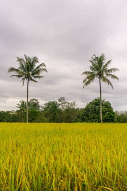 beautiful morning view indonesia panorama landscape paddy fields  with beauty color and sky natural light