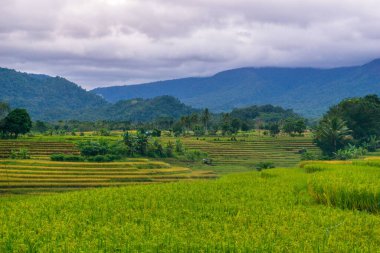 beautiful morning view indonesia panorama landscape paddy fields  with beauty color and sky natural light
