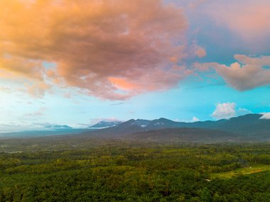 Endonezya tarım endüstrisinin güzel sabah manzarası güzel gökyüzü renkleriyle pirinç tarlaları doğal ışık