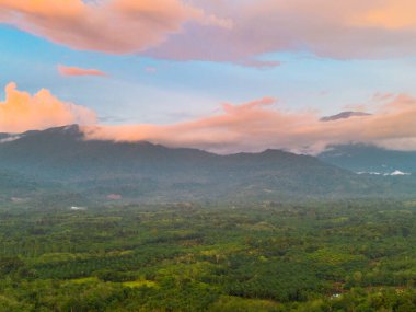 Endonezya tarım endüstrisinin güzel sabah manzarası güzel gökyüzü renkleriyle pirinç tarlaları doğal ışık