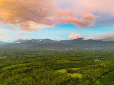 Endonezya tarım endüstrisinin güzel sabah manzarası güzel gökyüzü renkleriyle pirinç tarlaları doğal ışık