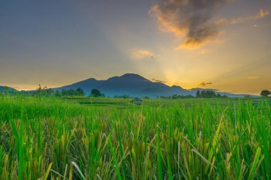 Endonezya tarım endüstrisinin güzel sabah manzarası güzel gökyüzü renkleriyle pirinç tarlaları doğal ışık