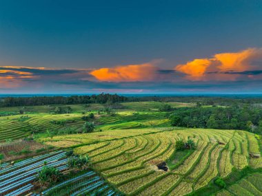 Endonezya tarım endüstrisinin güzel sabah manzarası güzel gökyüzü renkleriyle pirinç tarlaları doğal ışık