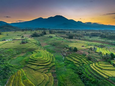 Endonezya tarım endüstrisinin güzel sabah manzarası güzel gökyüzü renkleriyle pirinç tarlaları doğal ışık