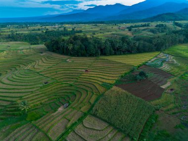 Endonezya tarım endüstrisinin güzel sabah manzarası güzel gökyüzü renkleriyle pirinç tarlaları doğal ışık