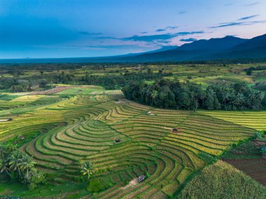 Endonezya tarım endüstrisinin güzel sabah manzarası güzel gökyüzü renkleriyle pirinç tarlaları doğal ışık