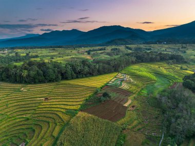 Endonezya tarım endüstrisinin güzel sabah manzarası güzel gökyüzü renkleriyle pirinç tarlaları doğal ışık