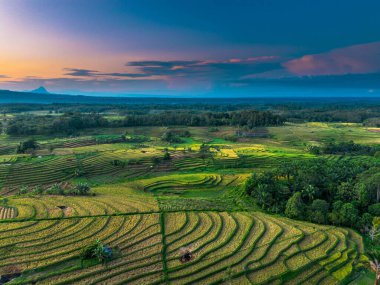 Endonezya tarım endüstrisinin güzel sabah manzarası güzel gökyüzü renkleriyle pirinç tarlaları doğal ışık