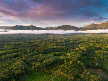 Endonezya tarım endüstrisinin güzel sabah manzarası güzel gökyüzü renkleriyle pirinç tarlaları doğal ışık