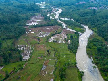 Endonezya tarım endüstrisinin güzel sabah manzarası güzel gökyüzü renkleriyle pirinç tarlaları doğal ışık