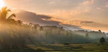 Endonezya tarım endüstrisinin güzel sabah manzarası güzel gökyüzü renkleriyle pirinç tarlaları doğal ışık