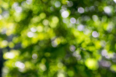 Doğa tuvali sükunetin renklerine boyanmış.