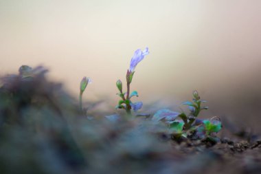 Doğa tuvali sükunetin renklerine boyanmış.