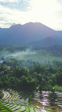 Endonezya tarım endüstrisinin güzel sabah manzarası güzel gökyüzü renkleriyle pirinç tarlaları doğal ışık