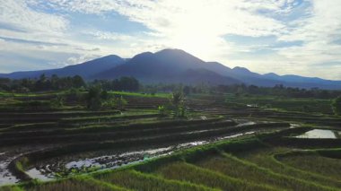 Endonezya tarım endüstrisinin güzel sabah manzarası güzel gökyüzü renkleriyle pirinç tarlaları doğal ışık