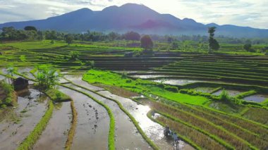 Endonezya tarım endüstrisinin güzel sabah manzarası güzel gökyüzü renkleriyle pirinç tarlaları doğal ışık